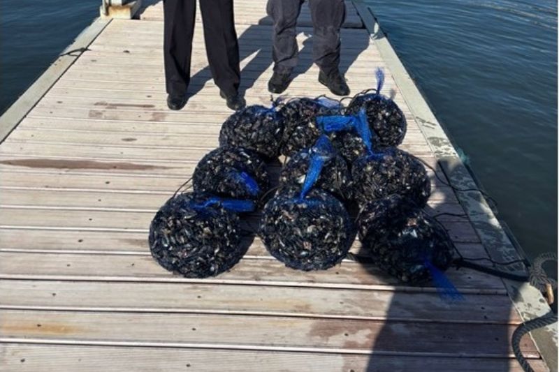 pozzuoli|-pesca-illegale,-sequestrati-100-kg-di-cozze:-sanzione-da-oltre-mille-euro