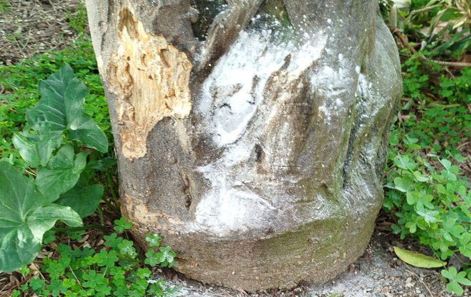 pozzuoli|-sospetta-polvere-topicida-in-citta:-il-comune-chiude-villa-avellino