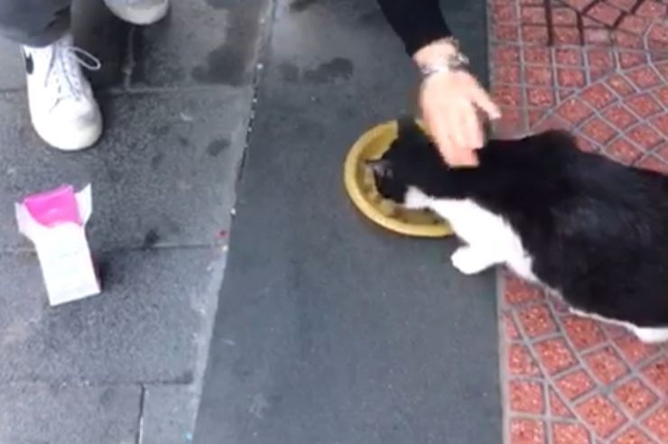 pozzuoli|-pitbull-azzanna-un-gatto-di-colonia,-i-testimoni:-“una-scena-da-brividi!”