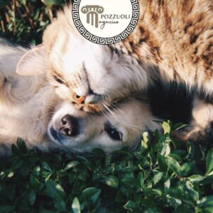 cremazione animali napoli